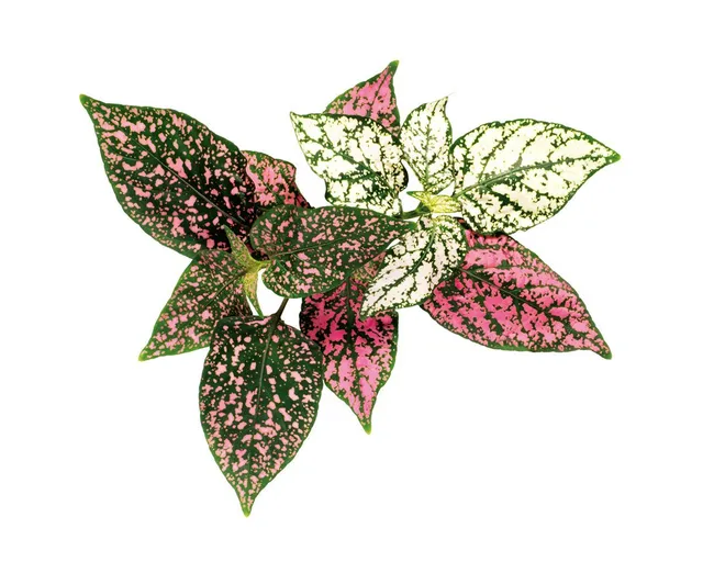 - Smart Garden Refill 3-pack - Polka Dot Plant (SGR48X3)