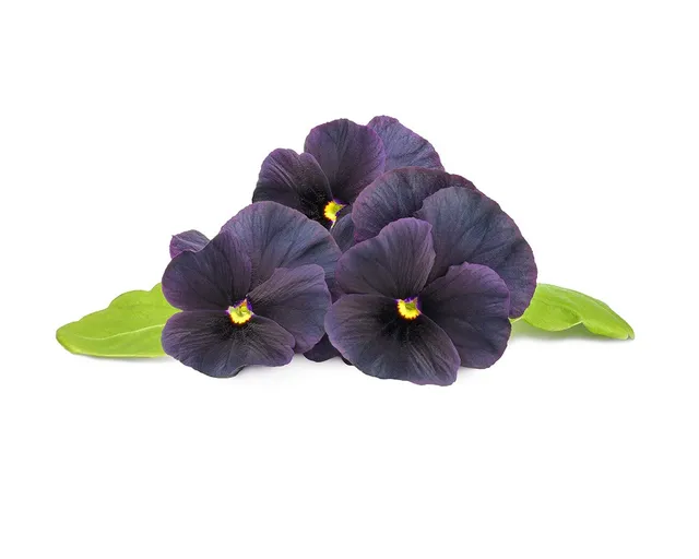 Click and Grow Smart Garden Refill 3-pack - Black Pansy