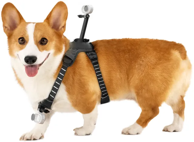 Insta360 GO 3/GO 3S Pet Harness Mount Storlek M